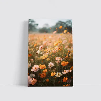 Cosmos Wildflower Field Soft Golden Light
