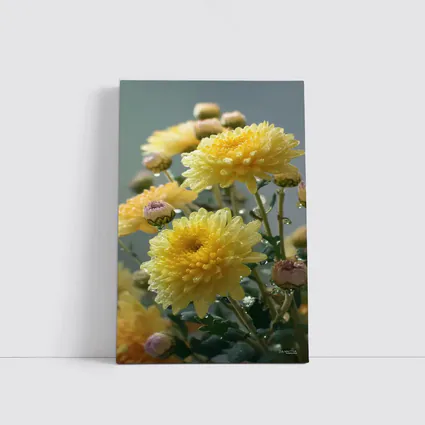 Yellow Chrysanthemums With Water Drops Gray Background