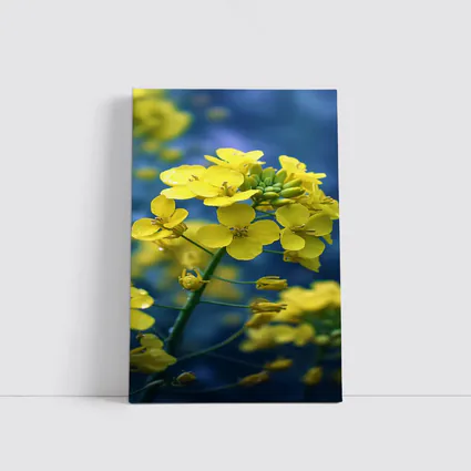 Yellow Rapeseed Flowers Against Blue Background