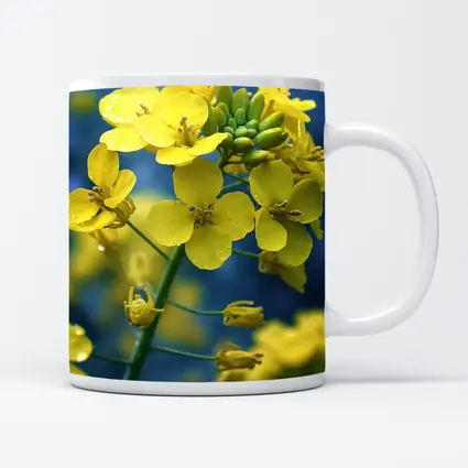 Yellow Rapeseed Flowers Against Blue Background