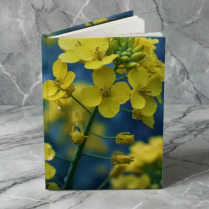 Yellow Rapeseed Flowers Against Blue Background