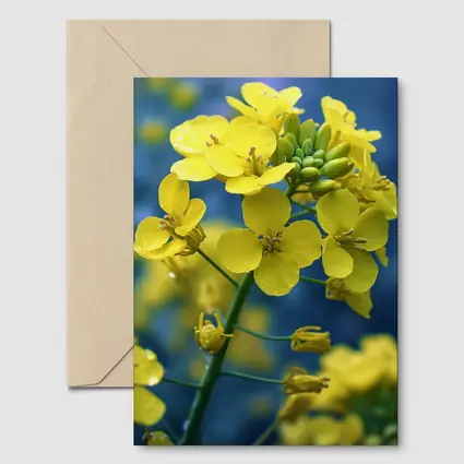 Yellow Rapeseed Flowers Against Blue Background