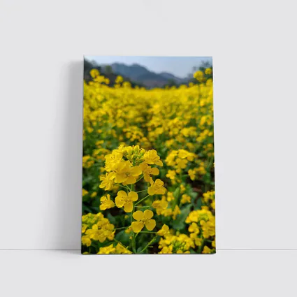 Yellow Rapeseed Flowers Field Mountain Background