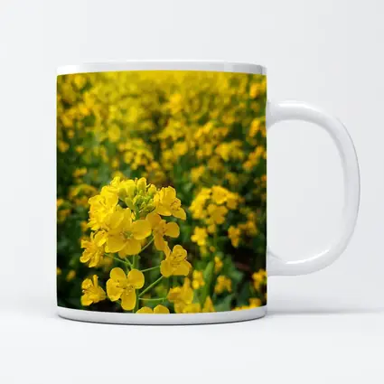 Yellow Rapeseed Flowers Field Mountain Background
