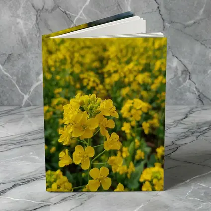 Yellow Rapeseed Flowers Field Mountain Background