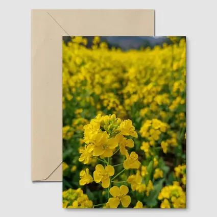 Yellow Rapeseed Flowers Field Mountain Background