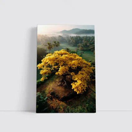 Yellow Tree Aerial View Tropical Landscape