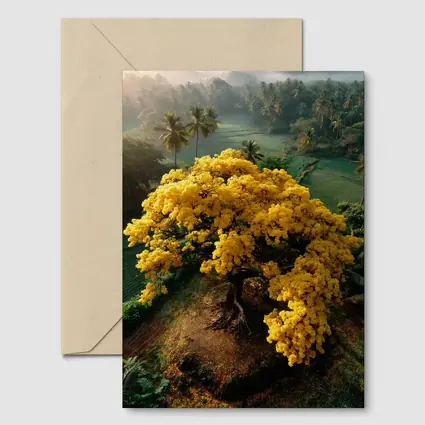 Yellow Tree Aerial View Tropical Landscape