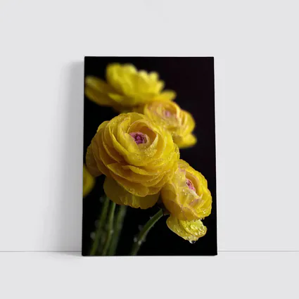 Yellow Ranunculus Flowers With Water Droplets