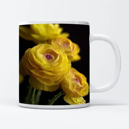 Yellow Ranunculus Flowers With Water Droplets
