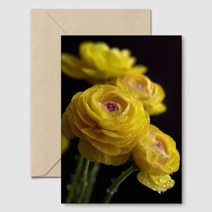 Yellow Ranunculus Flowers With Water Droplets