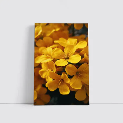 Yellow Oxalis Flowers Close Up Macro