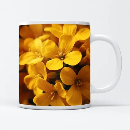 Yellow Oxalis Flowers Close Up Macro