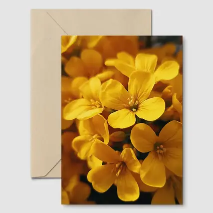 Yellow Oxalis Flowers Close Up Macro