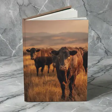Angus Cattle Grazing Golden Dry Grassland