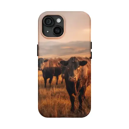 Angus Cattle Grazing Golden Dry Grassland