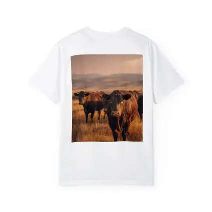 Angus Cattle Grazing Golden Dry Grassland