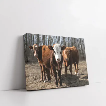Hereford Calves Standing in Bare Field