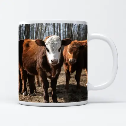 Hereford Calves Standing in Bare Field