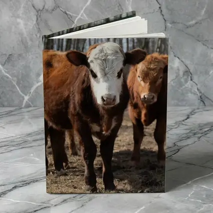 Hereford Calves Standing in Bare Field
