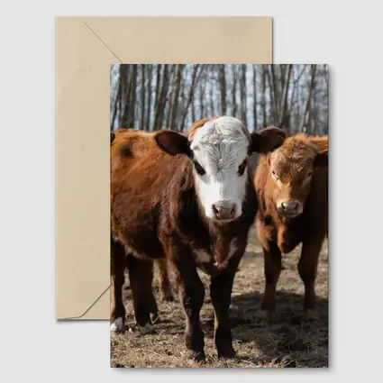 Hereford Calves Standing in Bare Field