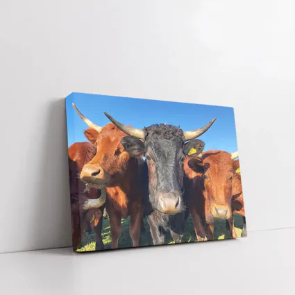Longhorn Cattle Close Up Blue Sky
