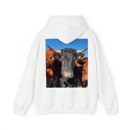 Longhorn Cattle Close Up Blue Sky