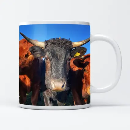Longhorn Cattle Close Up Blue Sky