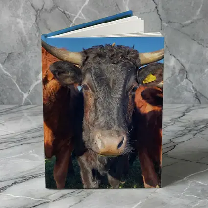 Longhorn Cattle Close Up Blue Sky