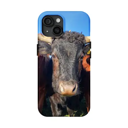 Longhorn Cattle Close Up Blue Sky