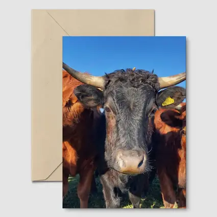 Longhorn Cattle Close Up Blue Sky