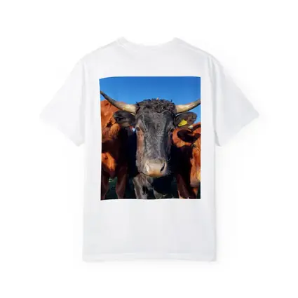 Longhorn Cattle Close Up Blue Sky