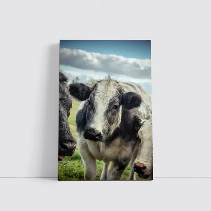 Black White Cow Close Up Green Field