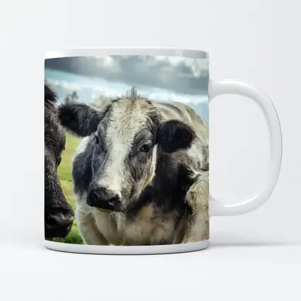 Black White Cow Close Up Green Field