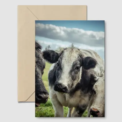 Black White Cow Close Up Green Field