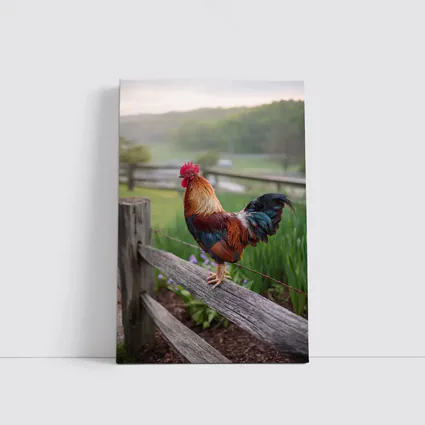 Rooster Perched On Wooden Fence Farm