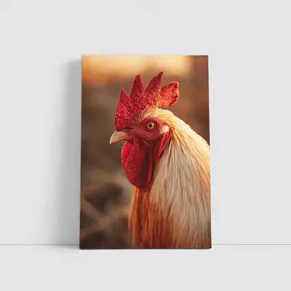 Golden Rooster Portrait Warm Bokeh Background