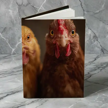 Three Chickens Close Up Farm Portrait