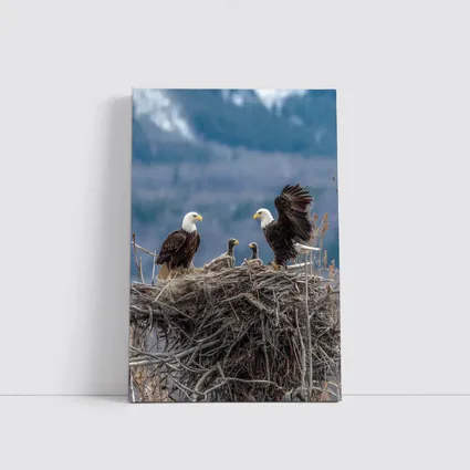 Bald Eagles Nesting With Mountain Background