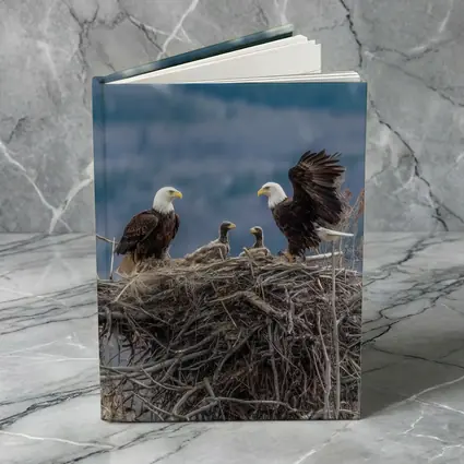 Bald Eagles Nesting With Mountain Background