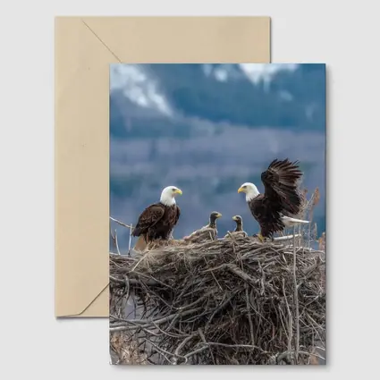 Bald Eagles Nesting With Mountain Background