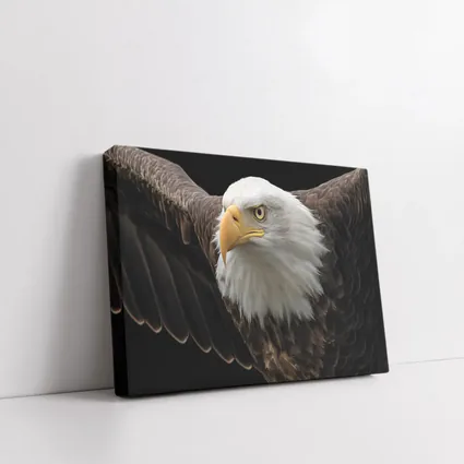 Bald Eagle Flying Against Dark Background