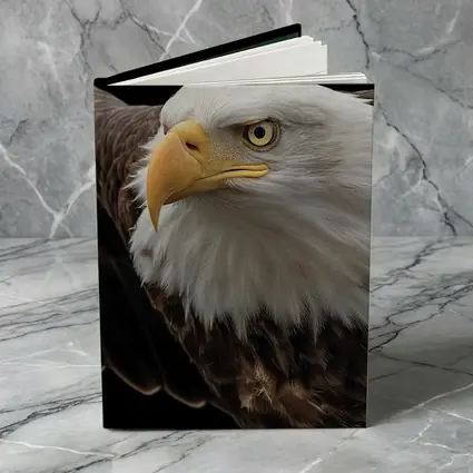 Bald Eagle Flying Against Dark Background