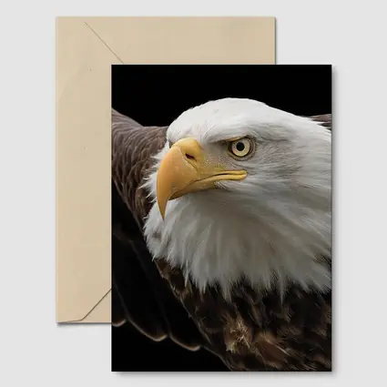 Bald Eagle Flying Against Dark Background