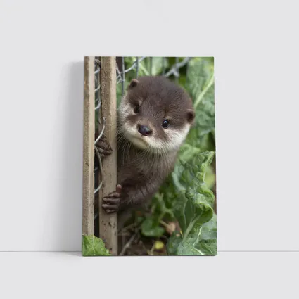 Baby Otter Peeking Through Wooden Fence