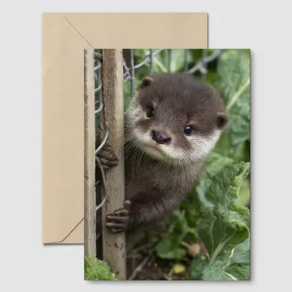 Baby Otter Peeking Through Wooden Fence
