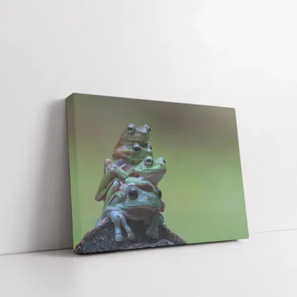 Three Green Tree Frogs Stacked Together