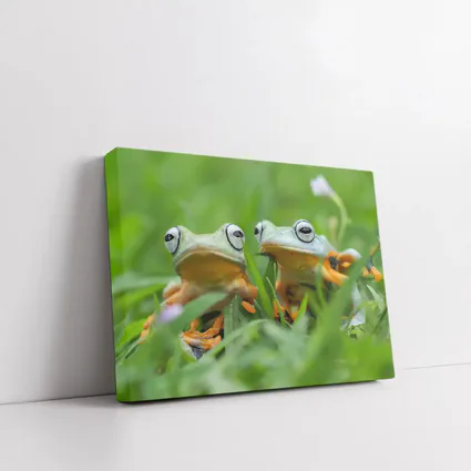 Two Tree Frogs Sitting in Green Grass