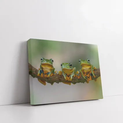 Three Green Tree Frogs On Branch