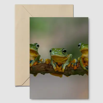 Three Green Tree Frogs On Branch
